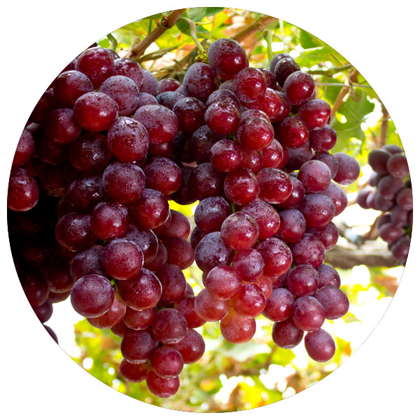 red grape varieties