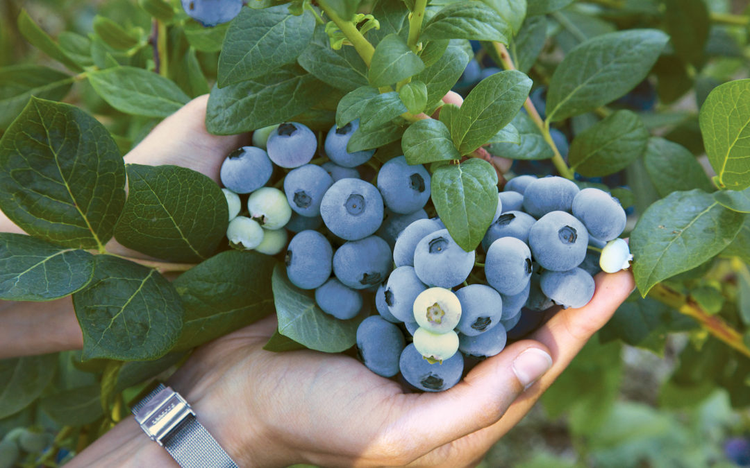 T&G Global Secures Exclusive Commercialisation Rights For Blueberry Varieties in Australia