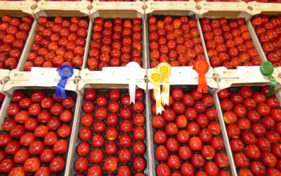 JAZZ™ Voted ‘UK’s Tastiest Apple’ at the National Fruit Show