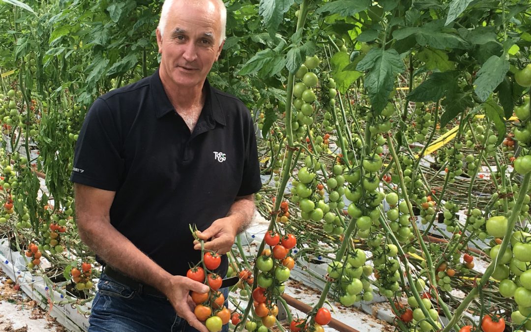 Meet the man who lives and breathes tomatoes
