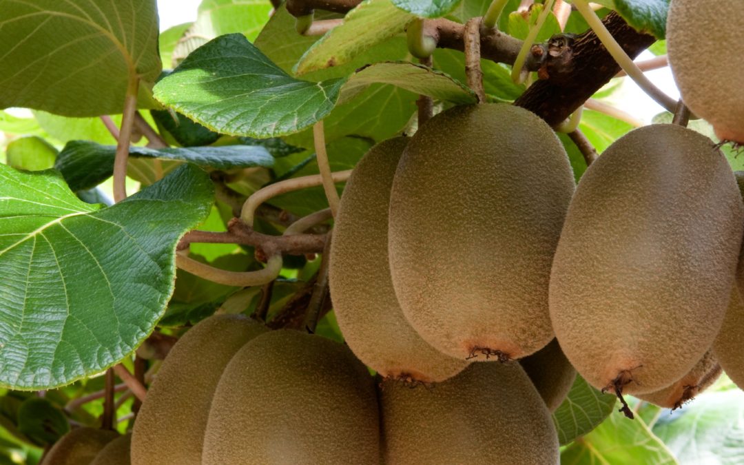 T&G and Seeka reach agreement over kiwifruit operation and assets