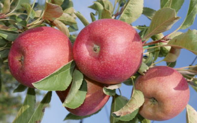 Global apple & pear breeding programme heats up