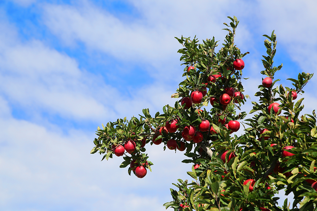 Gisborne leads the way in Envy™ apple planting T&G Global