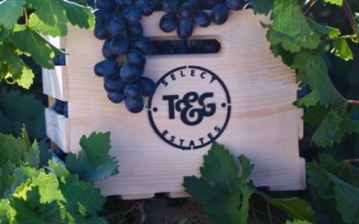 T&G galvanises for bigger slice of grape market