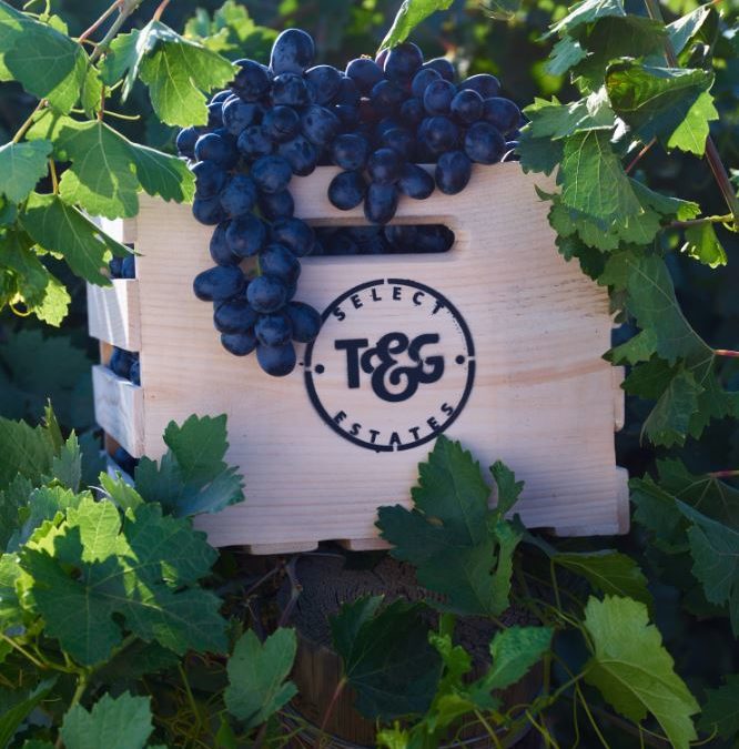 T&G galvanises for bigger slice of grape market