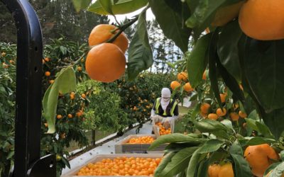 ‘Sweet as’ mandarin harvest underway