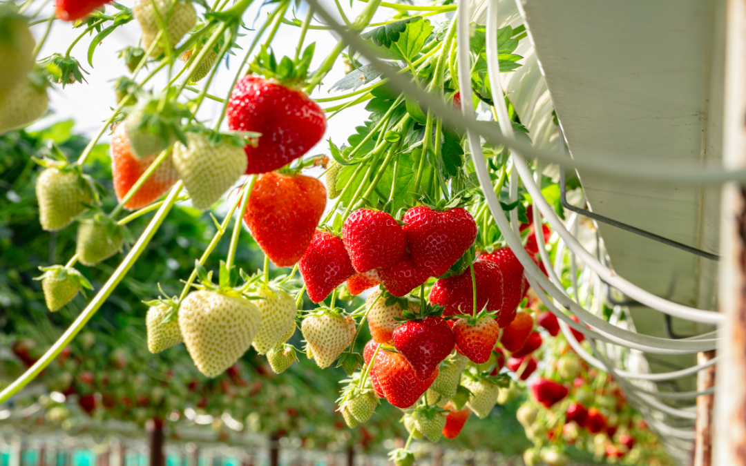 T&G Fresh signs exclusive deal for tastier strawberries