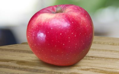 T&G Global commercialises first climate-change resistant apple variety