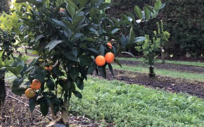 Kiwi ingenuity pays off on Kerikeri mandarin orchards