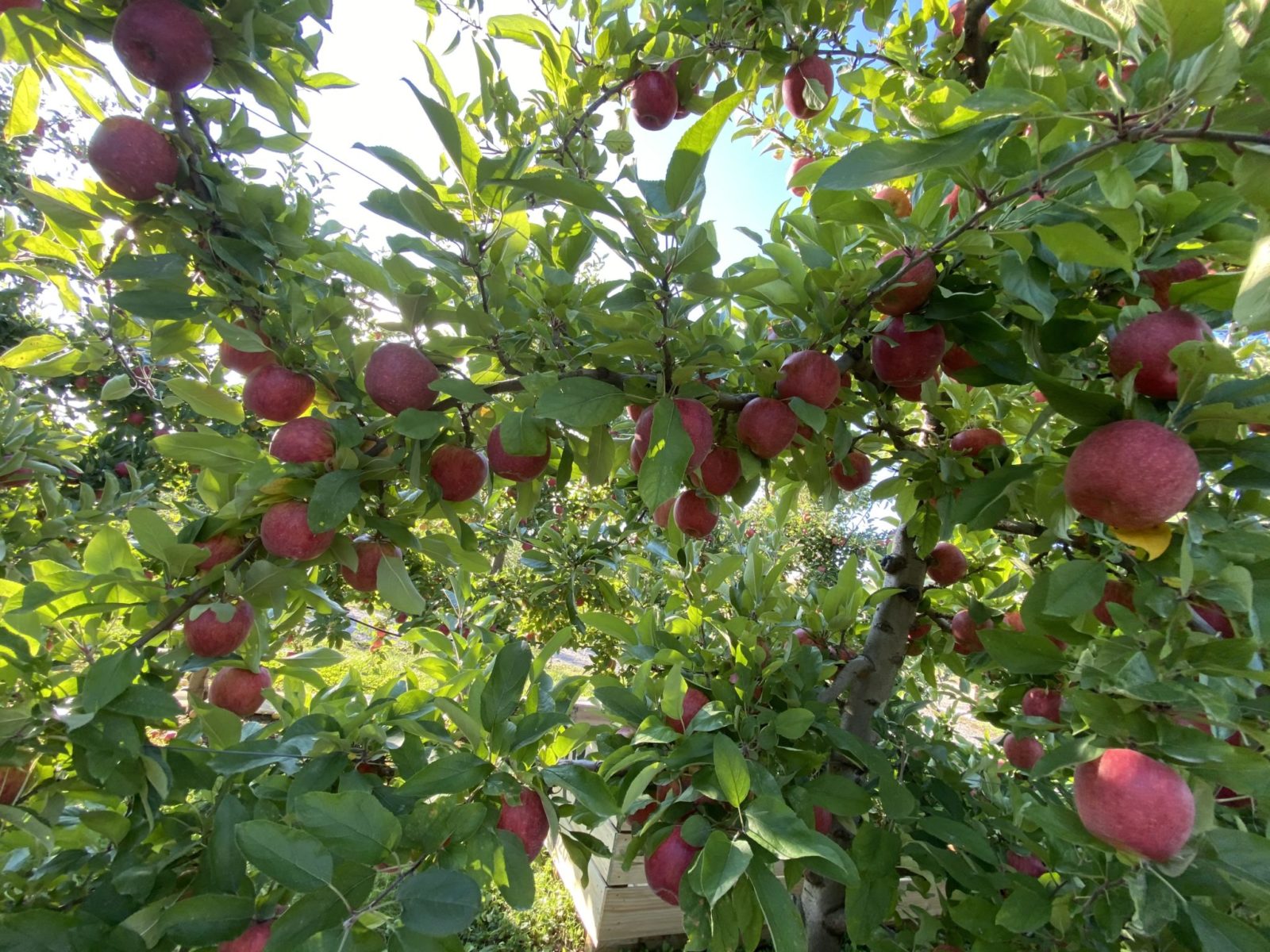 From Orchard to Plate: A Tasting Experience with Envy Apples