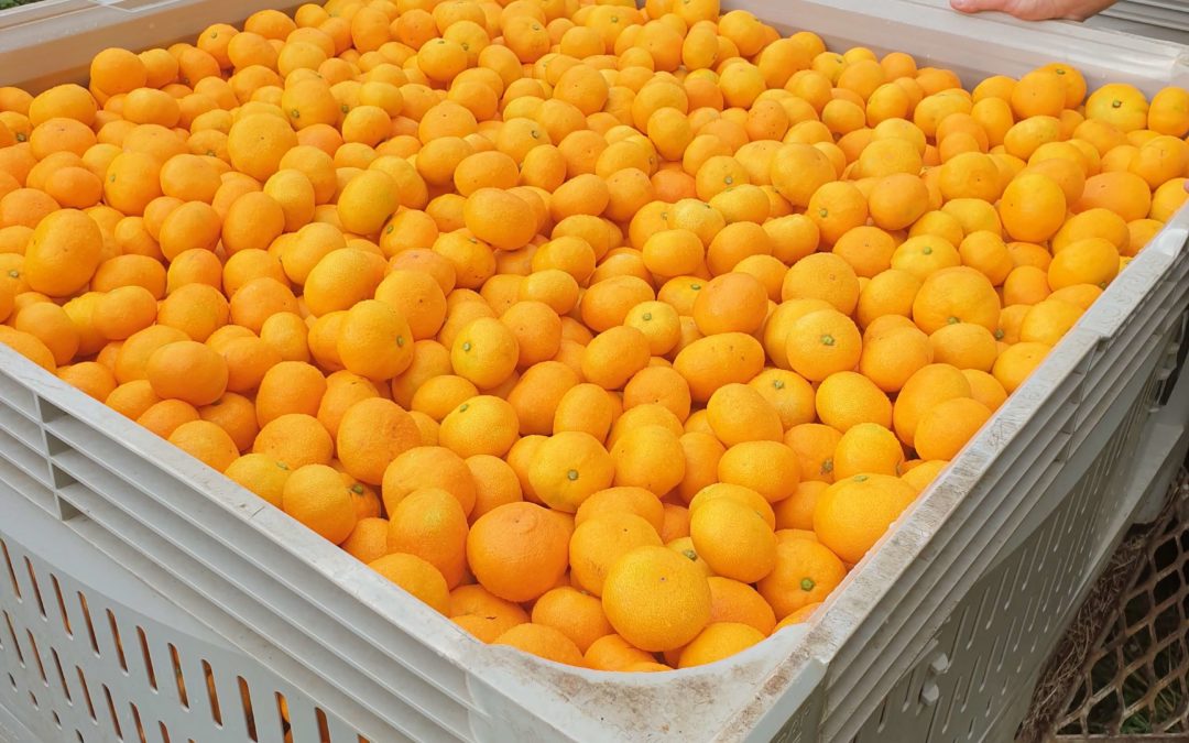 Mandarin season off to a sweet start