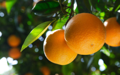 New Zealand Citrus season gets even sweeter with another early harvest