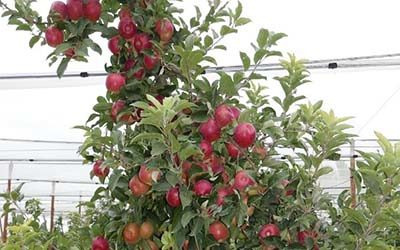 Creating sustainable apple and pear varieties for a warming world