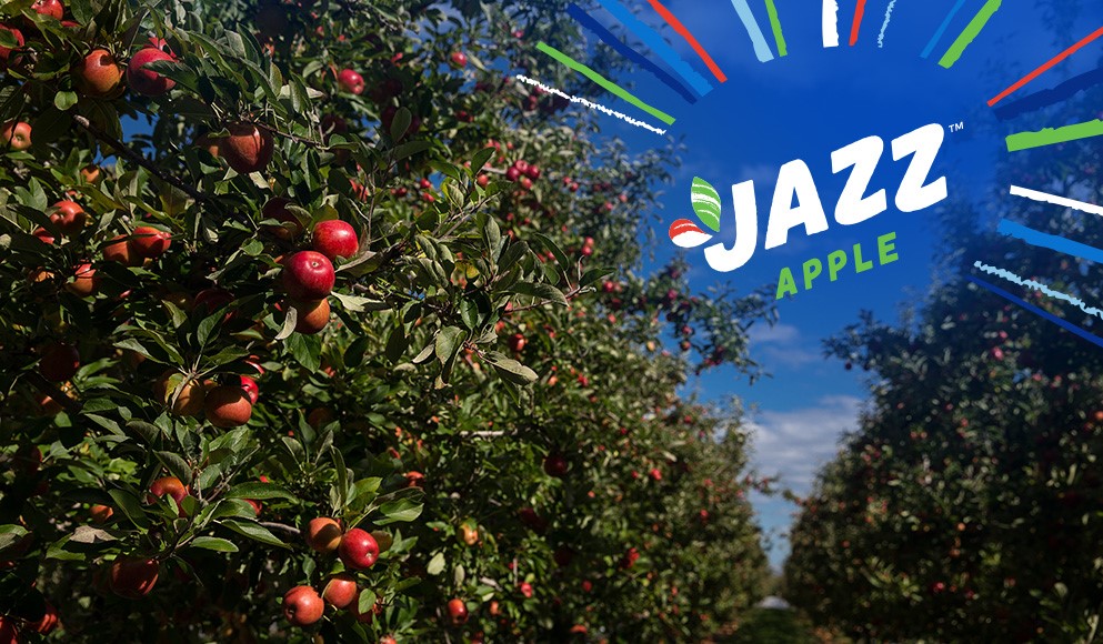 New Zealand JAZZ™ apples ready to impress global markets