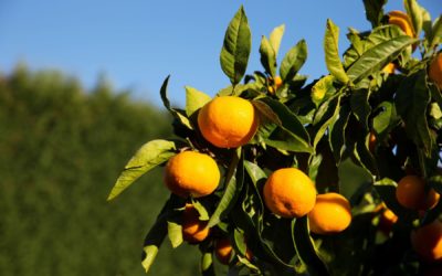 New season satsuma mandarins in stores this week