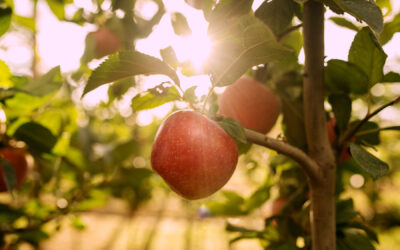 World’s first apple variety bred specifically for a hot climate unveiled at Berlin Fruit Logistica