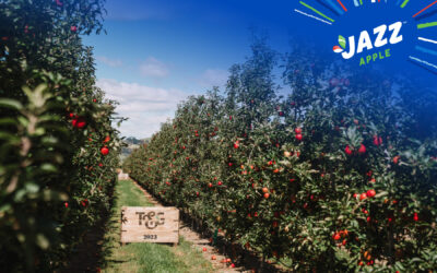 New season New Zealand apples headed for international markets