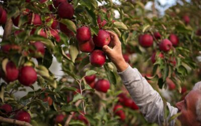 New partnership brings hot climate apple and pear varieties to South America
