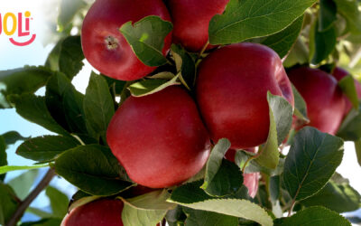 T&G launches new global premium apple variety