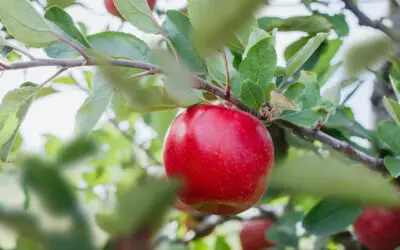 T&G expands into Canterbury; licensing growing of premium apples to NZ Super Fund