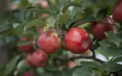 Two iconic New Zealand apple varieties mark 40 years