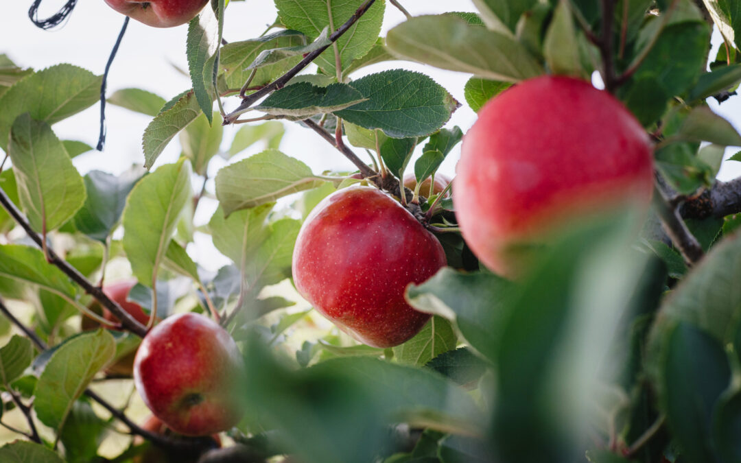 T&G Global and Roc Partners join forces to deliver a large-scale Hawke’s Bay horticultural re-development