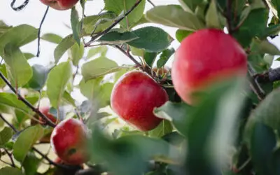 T&G Global and Roc Partners join forces to deliver a large-scale Hawke’s Bay horticultural re-development