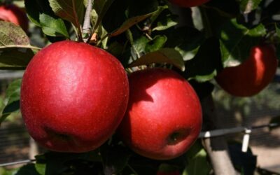 STELLAR™ apple trees win silver in the SIVAL innovation awards