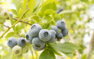 VentureFruit strengthens North American footprint through new strategic berry partnership