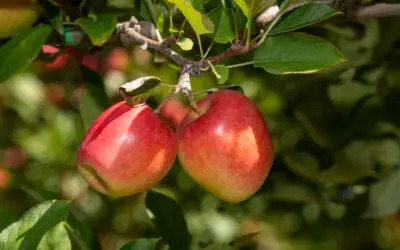 Positive global demand and high-quality crop drive strong start to T&G’s premium apple season
