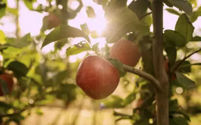 VentureFruit appoints X Fruit as New Zealand licensee for TUTTI™ apples
