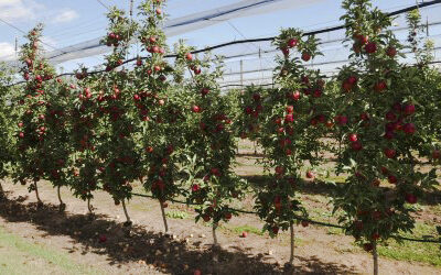 VentureFruit launches ADORE™ apples, a global premium programme uniting new climate-resilient varieties under one brand